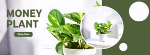 Money Plant
