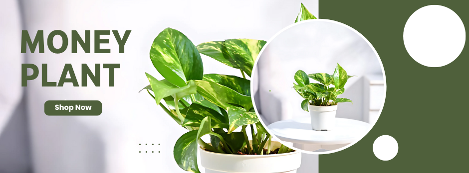 Money Plant