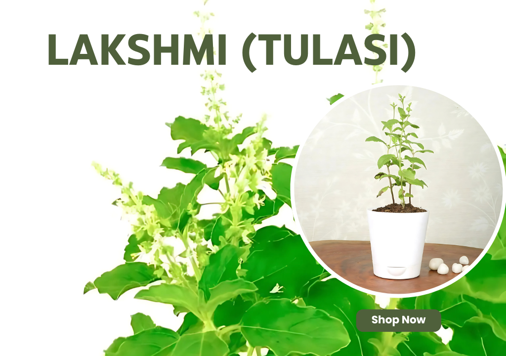 Tulsi (Lakshmi Tulasi) – Spiritual healing and protection
