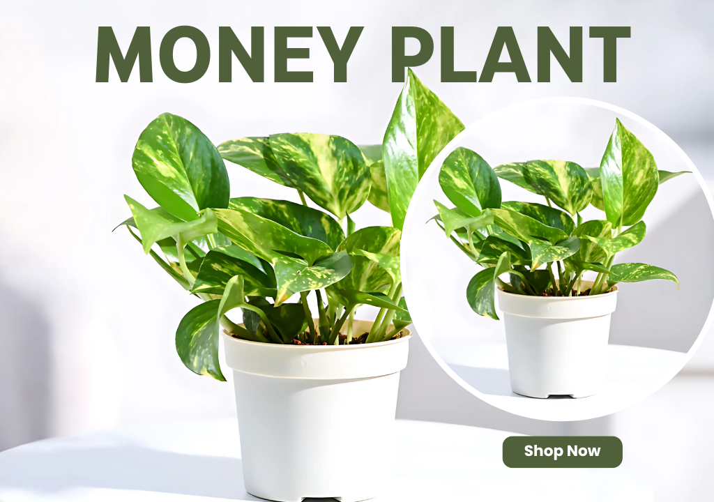 Money Plant – Symbol of wealth and abundance