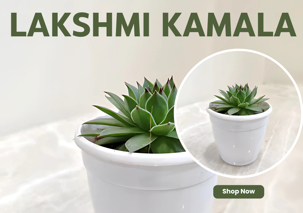 Lakshmi Kamala – Invites Goddess Lakshmi’s blessings