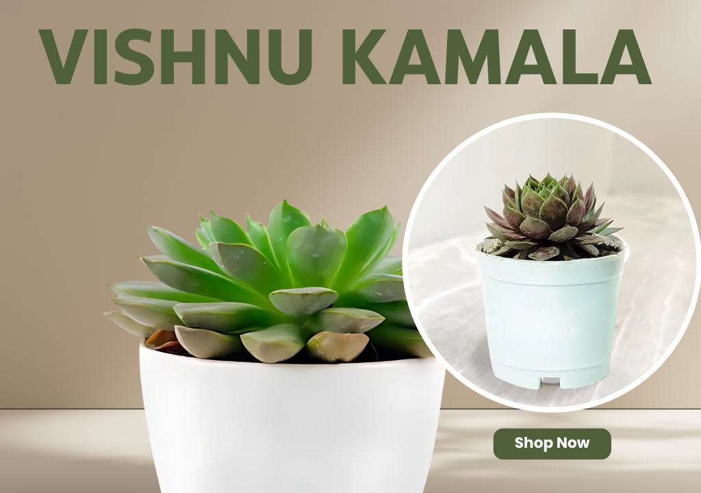 Vishnu Kamala – Attracts divine energy