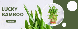Lucky Bamboo