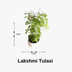 lakshmi tulasi