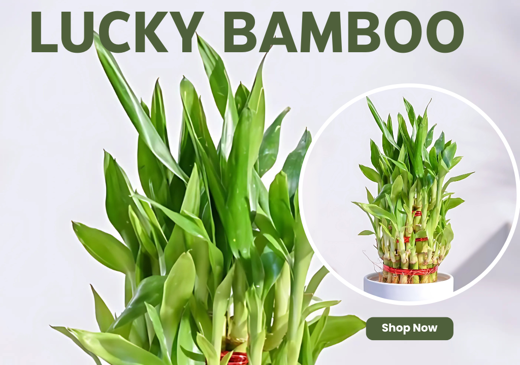 Lucky Bamboo – Brings harmony and growth