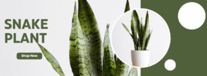 snake plant
