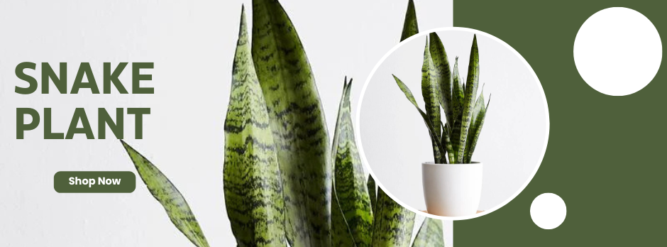snake plant