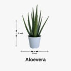 aloevera