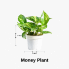 money plant