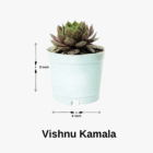 vishnu kamala
