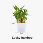 lucky bamboo