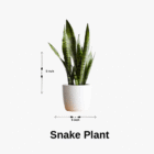 snake plant