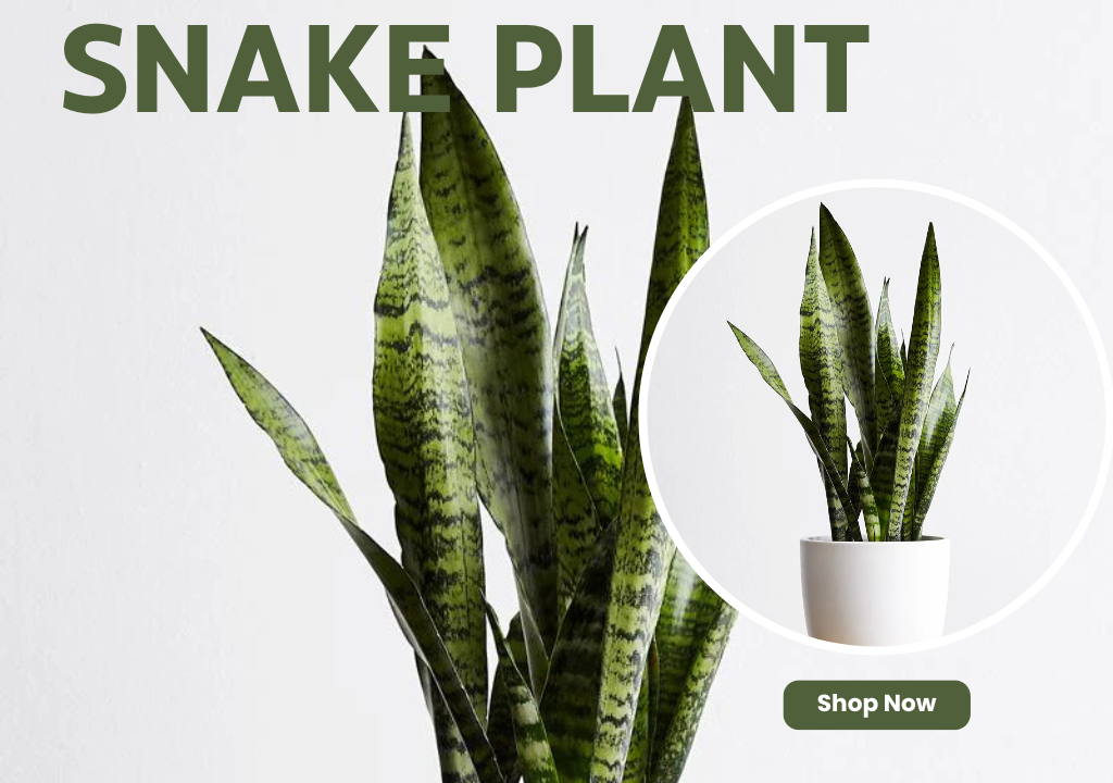 Snake Plant – Purifies air and protects against negativity