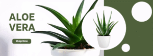 aloevera plant