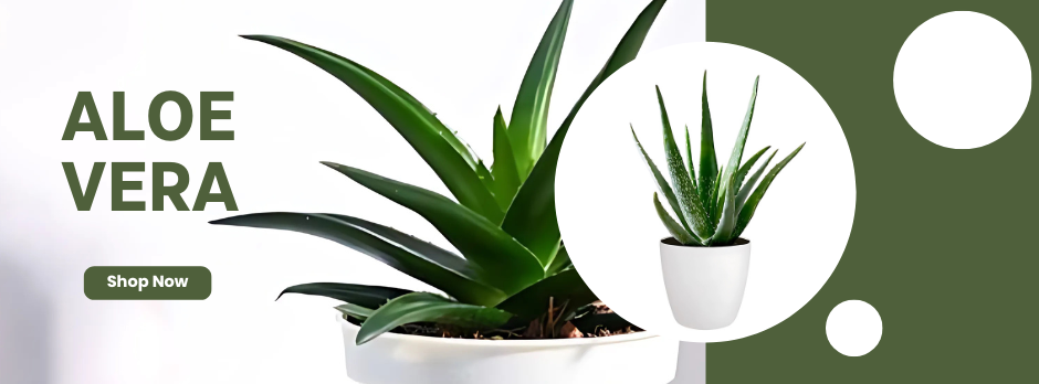 aloevera plant