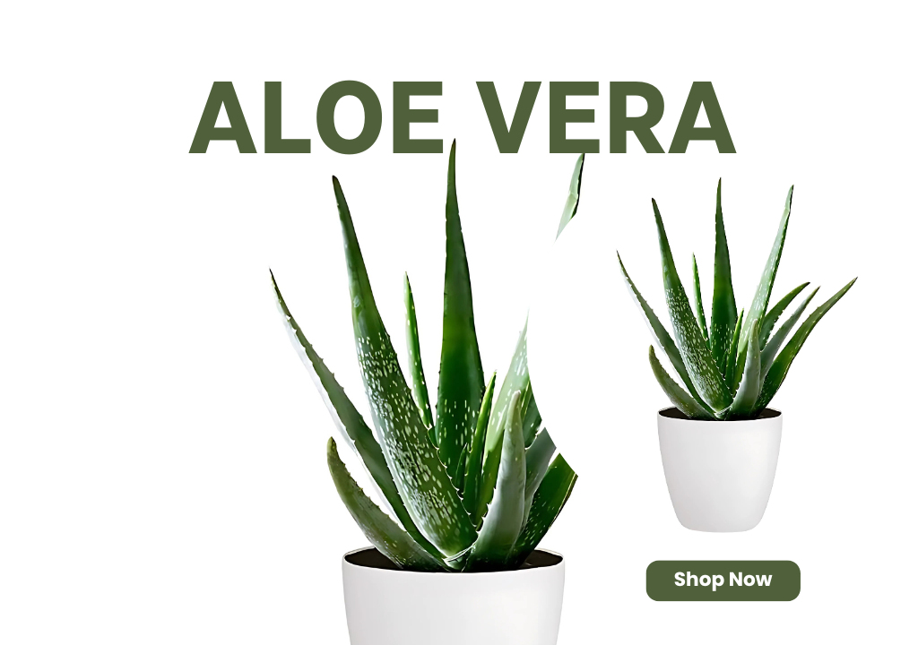 Aloe Vera – Health and natural healing