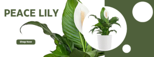 Peace Lily