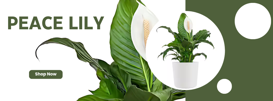 Peace Lily