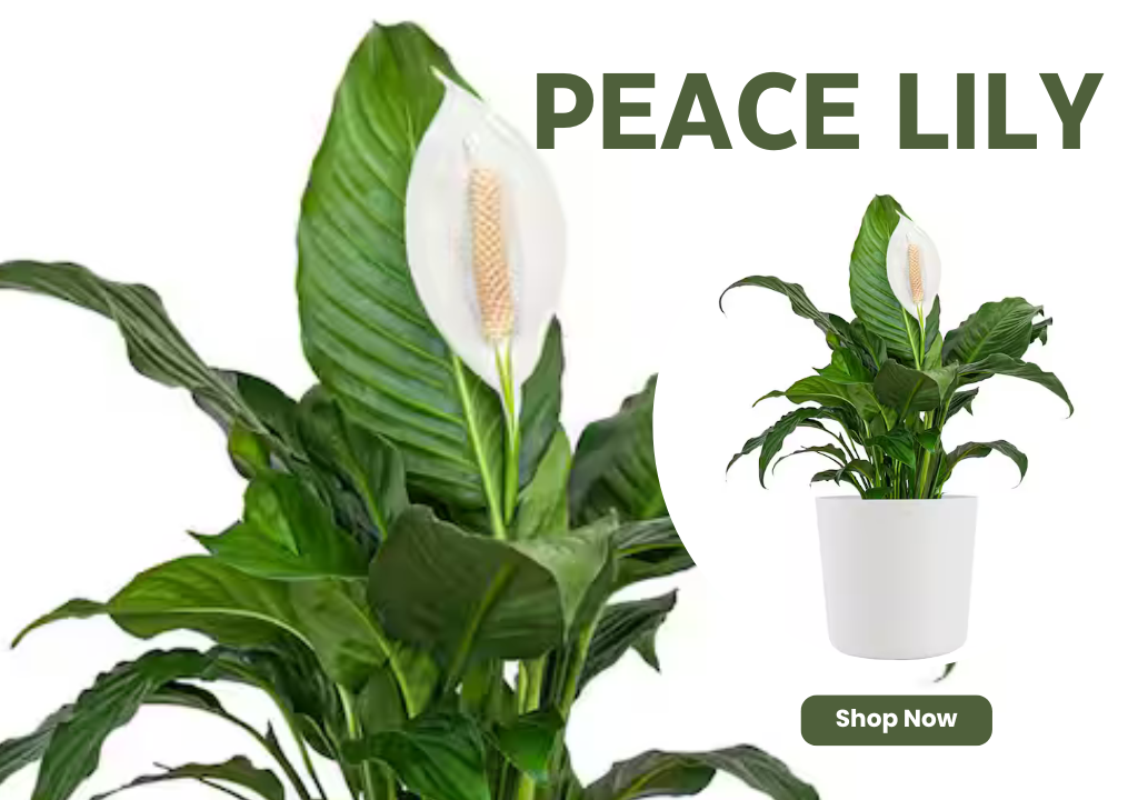Peace Lily – Enhances emotional balance