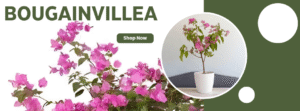 Bougainvillea