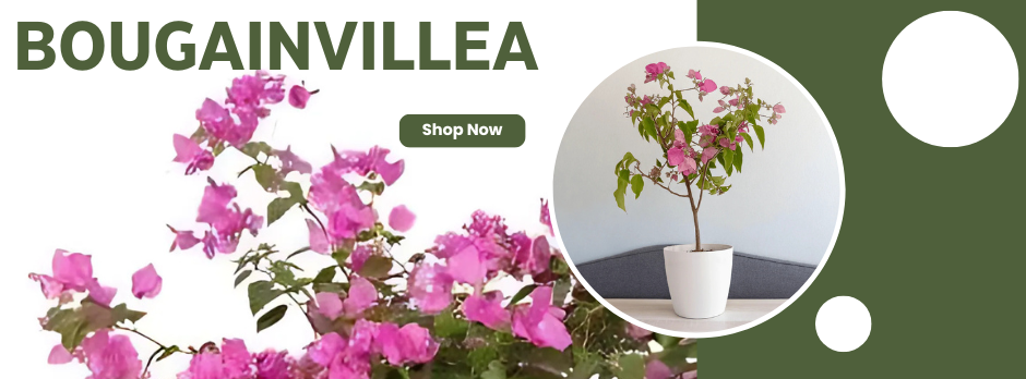 Bougainvillea