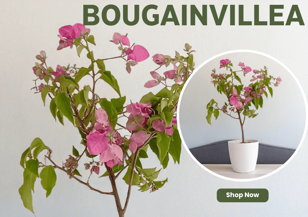 Bougainvillea – Acts as a protective shield