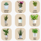 vasthu plants