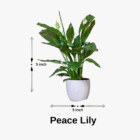 peace lily