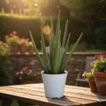 Why South Facing Homes Can Still Be Lucky with Vastu