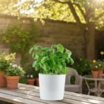 When buying a flat, don’t just think about location and price—think about energy and positivity. A Vastu Shastra checklist ensures that your new home becomes a source of harmony, wealth, and happiness. Adding the 9 Vastu plants amplifies positivity, bringing balance, health, and prosperity into your living space. If you’re in Bengaluru, connect with The Goodluck Lady for personalized guidance to make your dream flat truly Vastu-compliant and filled with good fortune.