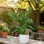 When buying a flat, don’t just think about location and price—think about energy and positivity. A Vastu Shastra checklist ensures that your new home becomes a source of harmony, wealth, and happiness. Adding the 9 Vastu plants amplifies positivity, bringing balance, health, and prosperity into your living space. If you’re in Bengaluru, connect with The Goodluck Lady for personalized guidance to make your dream flat truly Vastu-compliant and filled with good fortune.