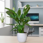 Why Ignoring Vastu Can Cost You Lakhs