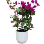 9 Vastu Mistakes That Lower Apartment Value