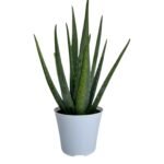 9 Vastu Mistakes That Lower Apartment Value