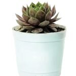 Living in a high-rise flat in Bengaluru doesn’t mean you have to compromise on Vastu. By understanding the best directions for different areas and incorporating the 9 sacred Vastu plants, you can create a balanced, prosperous, and peaceful living environment. At The Good Luck Lady, we believe that small adjustments—like the right entrance alignment, correct bedroom placement, or even adding a Tulsi plant—can transform your flat into a haven of positivity. Bring harmony, growth, and prosperity into your apartment by blending the wisdom of Vastu with the natural energy of plants.